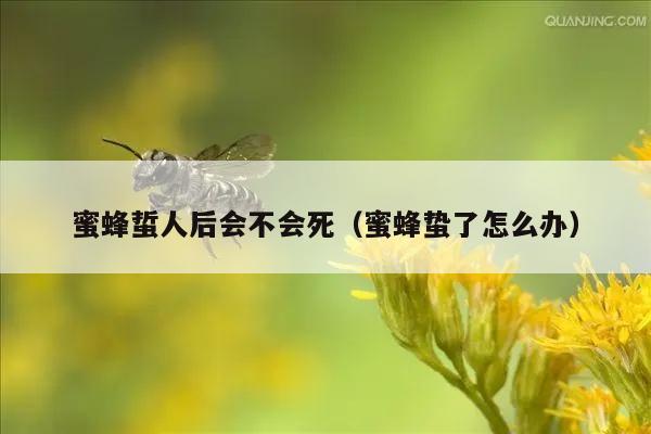 蜜蜂蜇人后会不会死（蜜蜂蛰了怎么办）