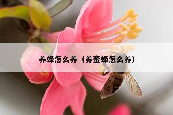 养蜂怎么养（养蜜蜂怎么养）