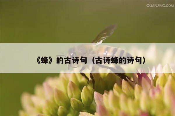 《蜂》的古诗句（古诗蜂的诗句）