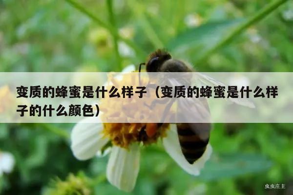 变质的蜂蜜是什么样子（变质的蜂蜜是什么样子的什么颜色）