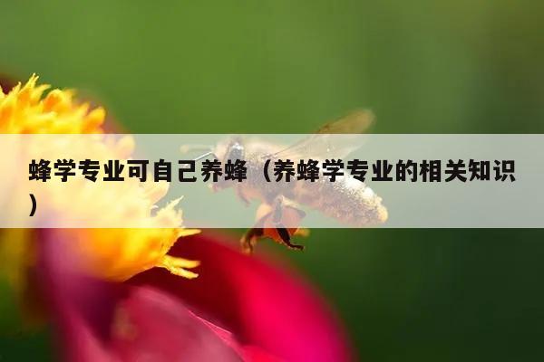 蜂学专业可自己养蜂（养蜂学专业的相关知识）