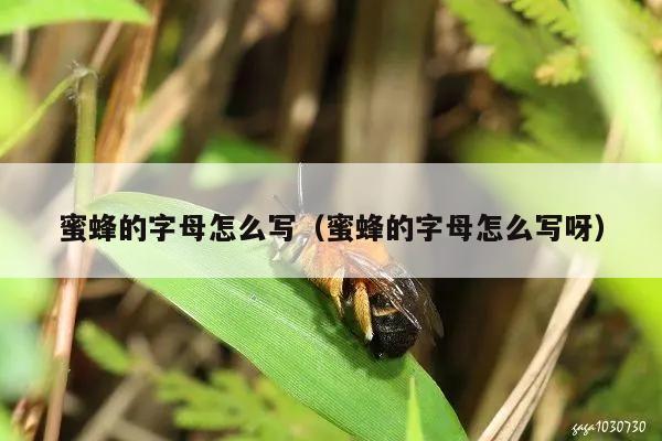 蜜蜂的字母怎么写（蜜蜂的字母怎么写呀）