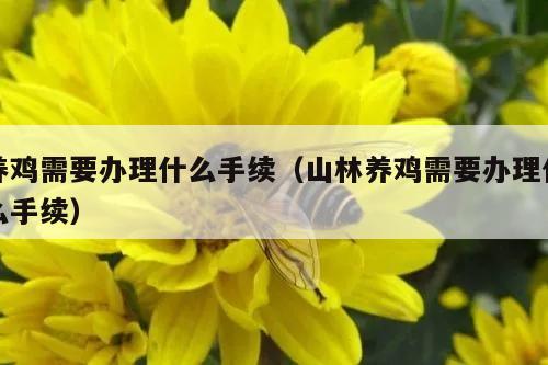 养鸡需要办理什么手续（山林养鸡需要办理什么手续）