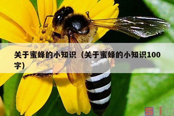 关于蜜蜂的小知识（关于蜜蜂的小知识100字）
