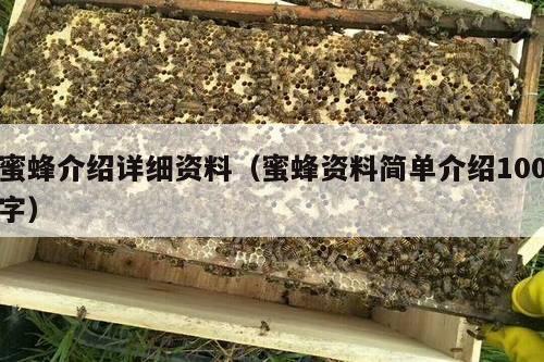 蜜蜂介绍详细资料（蜜蜂资料简单介绍100字）