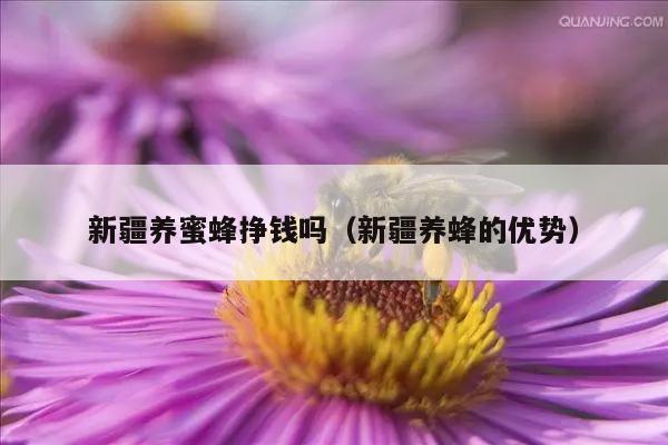 新疆养蜜蜂挣钱吗（新疆养蜂的优势）