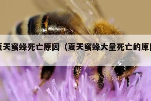 夏天蜜蜂死亡原因（夏天蜜蜂大量死亡的原因）