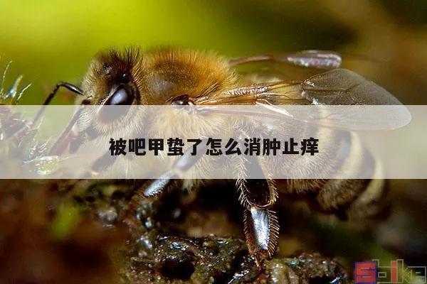 被吧甲蛰了怎么消肿止痒