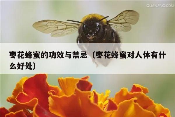 枣花蜂蜜的功效与禁忌（枣花蜂蜜对人体有什么好处）