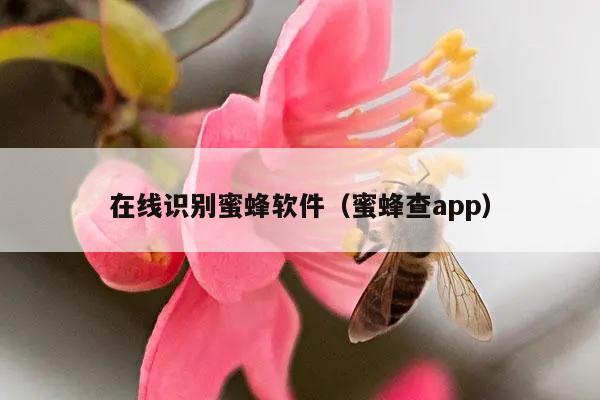 在线识别蜜蜂软件（蜜蜂查app）