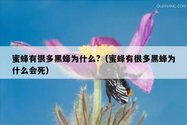 蜜蜂有很多黑蜂为什么?（蜜蜂有很多黑蜂为什么会死）