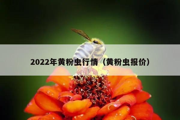 2022年黄粉虫行情（黄粉虫报价）