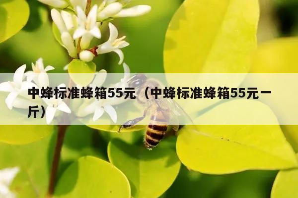 中蜂标准蜂箱55元（中蜂标准蜂箱55元一斤）