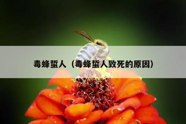 毒蜂蜇人（毒蜂蜇人致死的原因）