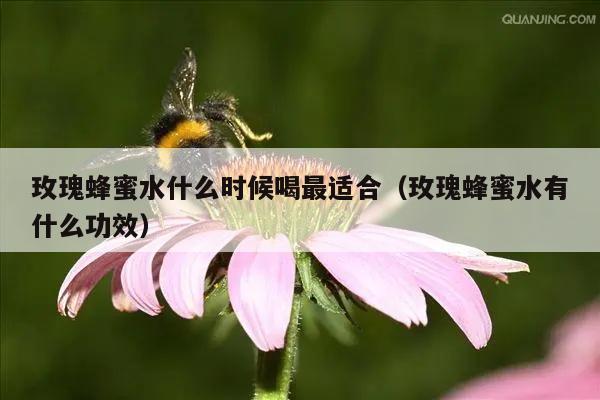 玫瑰蜂蜜水什么时候喝最适合（玫瑰蜂蜜水有什么功效）