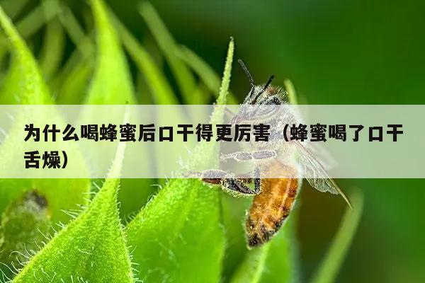 为什么喝蜂蜜后口干得更厉害（蜂蜜喝了口干舌燥）