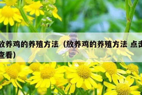 放养鸡的养殖方法（放养鸡的养殖方法 点击查看）