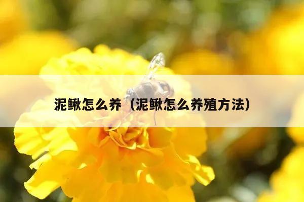 泥鳅怎么养（泥鳅怎么养殖方法）