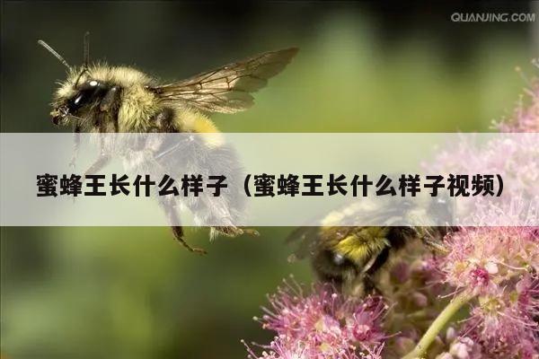 蜜蜂王长什么样子（蜜蜂王长什么样子视频）