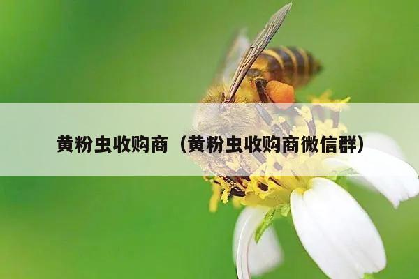 黄粉虫收购商（黄粉虫收购商微信群）