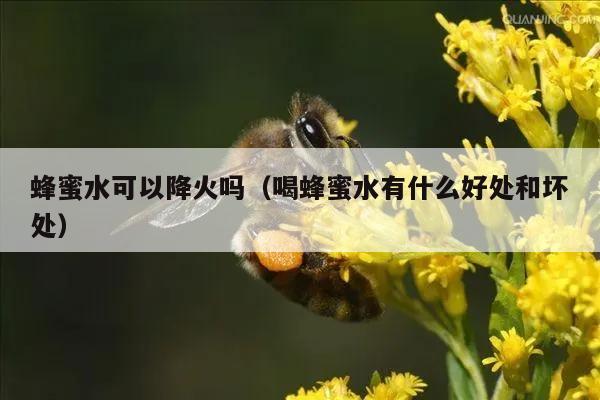 蜂蜜水可以降火吗（喝蜂蜜水有什么好处和坏处）