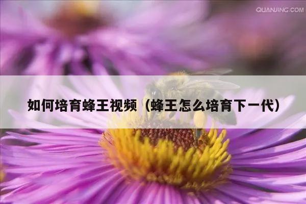 如何培育蜂王视频（蜂王怎么培育下一代）