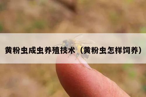 黄粉虫成虫养殖技术（黄粉虫怎样饲养）