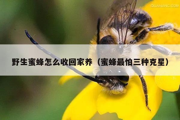 野生蜜蜂怎么收回家养（蜜蜂最怕三种克星）