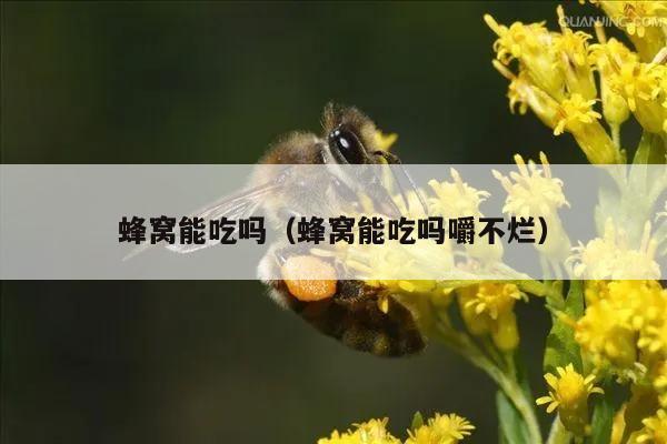 蜂窝能吃吗（蜂窝能吃吗嚼不烂）