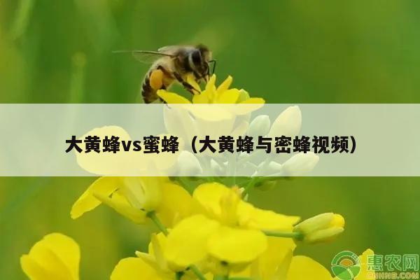 大黄蜂vs蜜蜂（大黄蜂与密蜂视频）