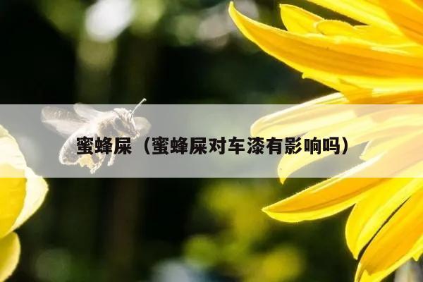 蜜蜂屎（蜜蜂屎对车漆有影响吗）