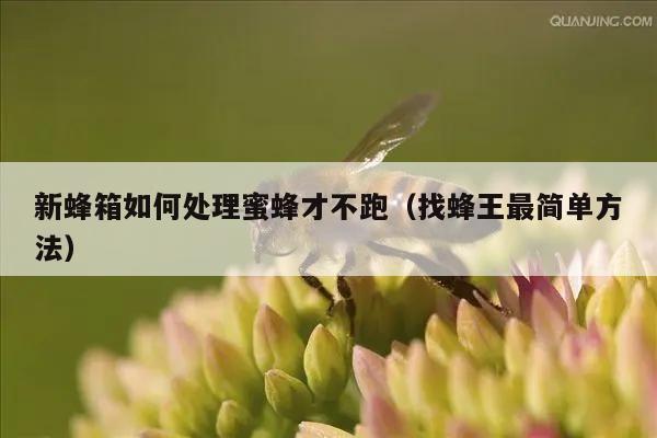 新蜂箱如何处理蜜蜂才不跑（找蜂王最简单方法）