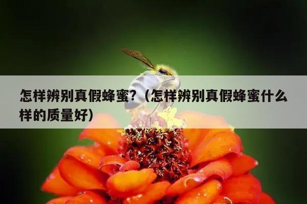 怎样辨别真假蜂蜜?（怎样辨别真假蜂蜜什么样的质量好）