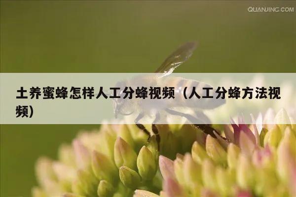 土养蜜蜂怎样人工分蜂视频（人工分蜂方法视频）