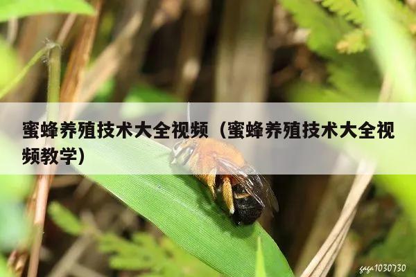 蜜蜂养殖技术大全视频（蜜蜂养殖技术大全视频教学）