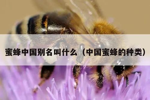 蜜蜂中国别名叫什么（中国蜜蜂的种类）