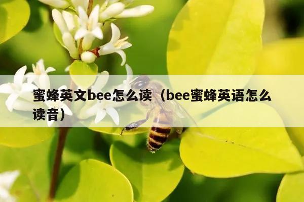 蜜蜂英文bee怎么读（bee蜜蜂英语怎么读音）