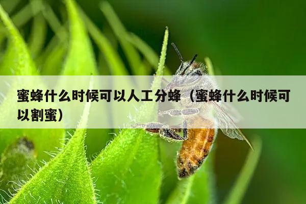 蜜蜂什么时候可以人工分蜂（蜜蜂什么时候可以割蜜）