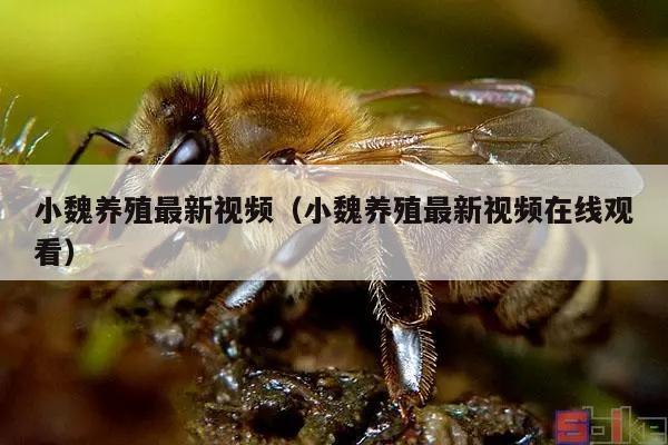 小魏养殖最新视频（小魏养殖最新视频在线观看）