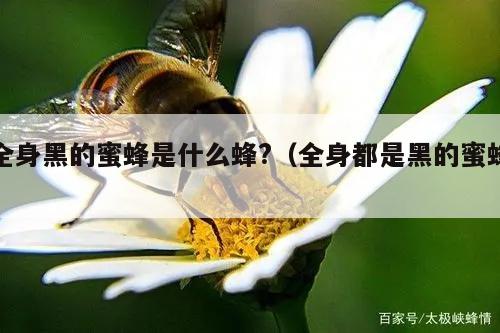 全身黑的蜜蜂是什么蜂?（全身都是黑的蜜蜂）