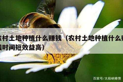 农村土地种植什么赚钱（农村土地种植什么赚钱时间短效益高）