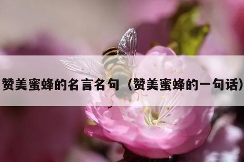 赞美蜜蜂的名言名句（赞美蜜蜂的一句话）