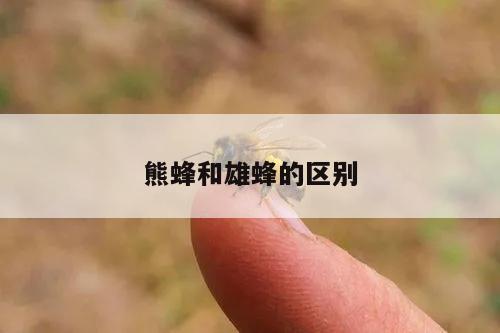 熊蜂和雄蜂的区别