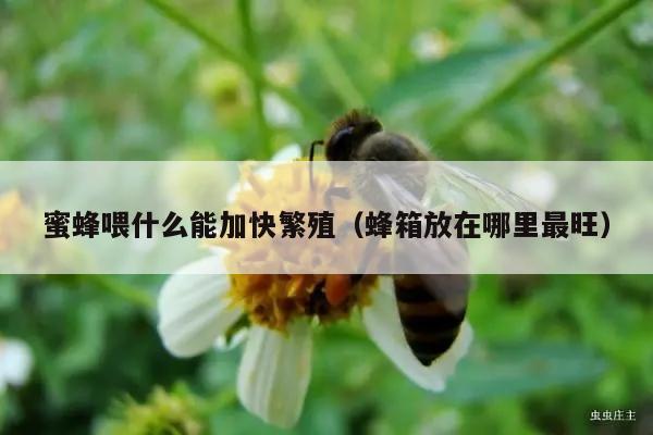 蜜蜂喂什么能加快繁殖（蜂箱放在哪里最旺）