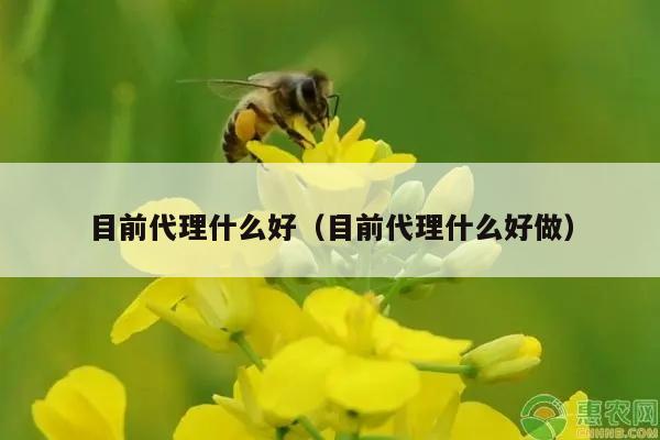 目前代理什么好（目前代理什么好做）