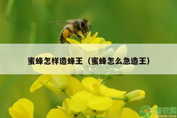 蜜蜂怎样造蜂王（蜜蜂怎么急造王）