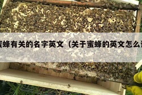 蜜蜂有关的名字英文（关于蜜蜂的英文怎么说）