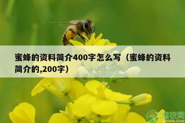 蜜蜂的资料简介400字怎么写（蜜蜂的资料简介的,200字）