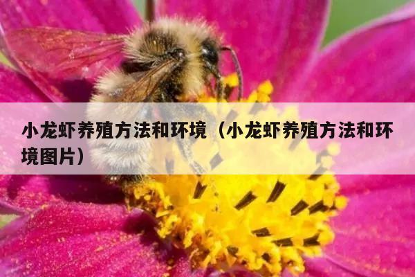 小龙虾养殖方法和环境（小龙虾养殖方法和环境图片）