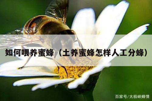 如何喂养蜜蜂（土养蜜蜂怎样人工分蜂）